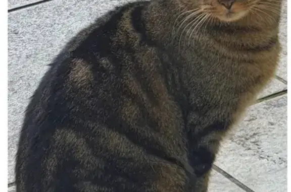 Chatte affectueuse trouvée à Saint-Romain - photo
