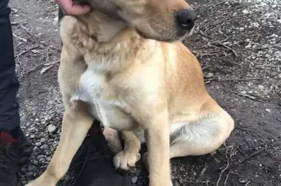 Animaux trouvés Saint-Sorlin-en-Valloire, photo: Chiot beige perdu, collier rouge