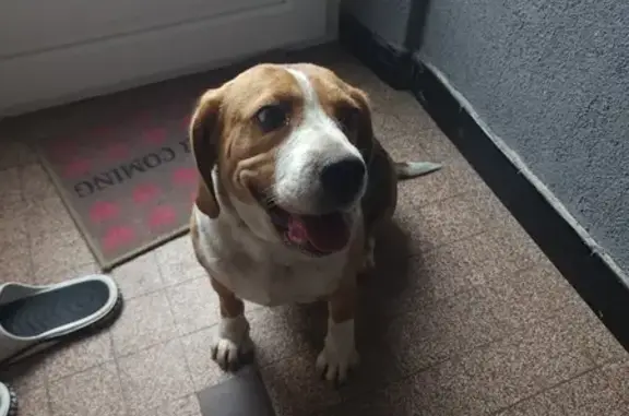 Beagle perdu à Neurey-en-Vaux - photo