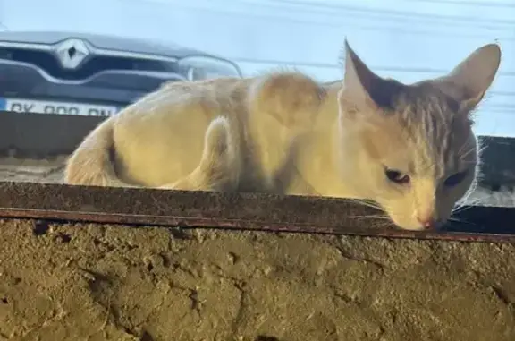 Chaton roux et blanc trouvé - photo