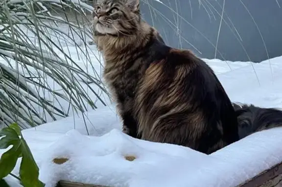 Chat perdu, , photo: Chat Maine Coon perdu à Weckolsheim