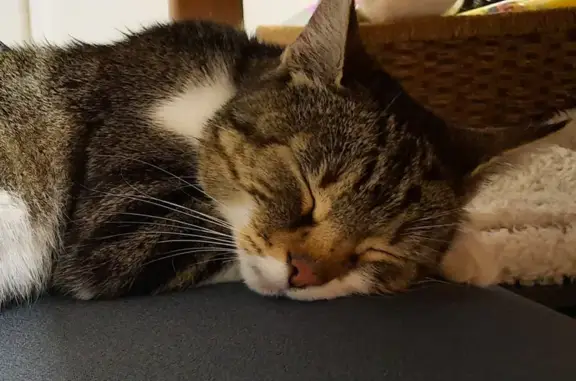 Chatonne tigrée trouvée à Rilhac-X - photo