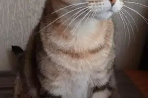 Chat perdu, Limoges, photo: Avis de recherche: Chat TiTi