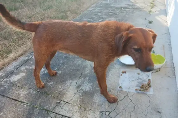 Chien mâle roux perdu au Fleix - photo