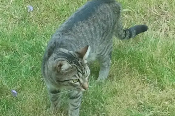 Chat perdu, Neuilly-sur-Seine, photo: Chat tigré perdu à Neuilly