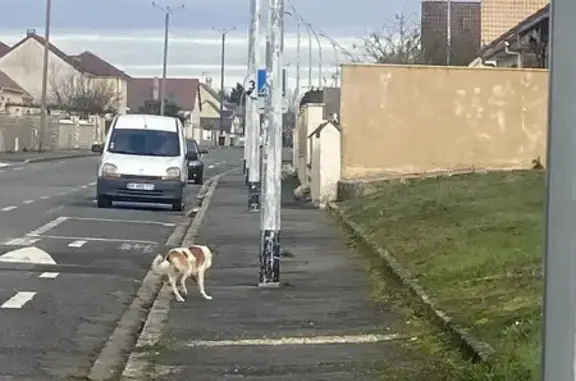 Chien mâle perdu près de Gien - photo