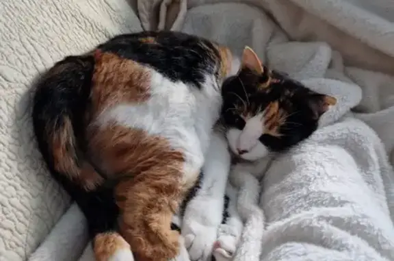 Chat perdu, Èze, photo: Chatte timide perdue à Èze