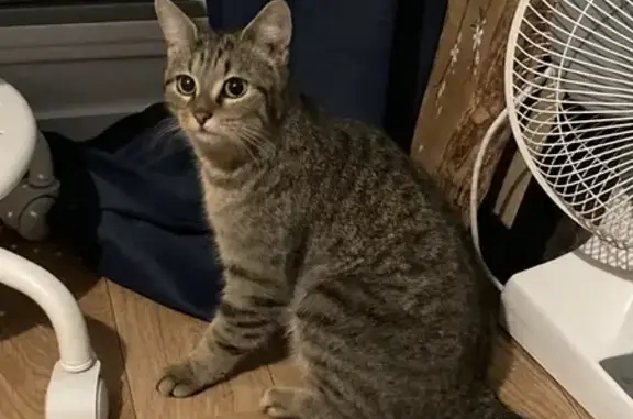 Chatte fauve trouvée à Sainte-Foy - photo