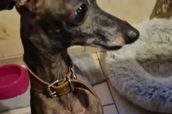 Animaux perdus Fontaine-au-Pire, photo: Chienne Perdue: Lévrier, Grise, 7 ans