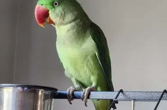 Lost Male Alexandrine Bird - Green - Holland Cres!