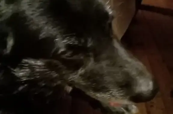 Chien croisé trouvé à Donzenac - photo