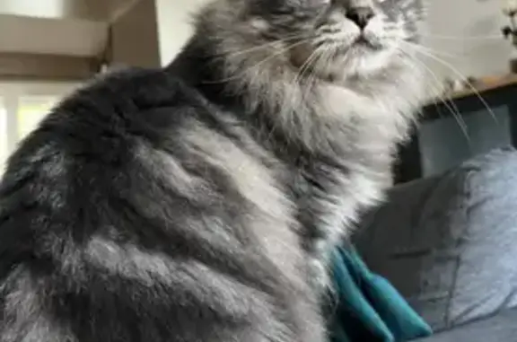 Animaux perdus , photo: Chat Théos gris perdu à Bordères