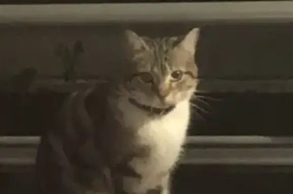 Chat sauvage sur mon balcon - photo