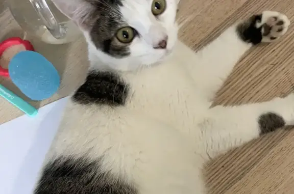 Chaton blanc/tigré trouvé à Papelotte - photo