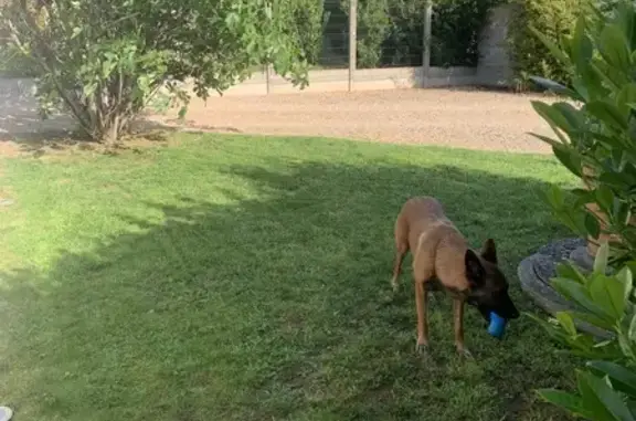 Chien perdu Villefranche-sur-Saône, photo : Malinois fauve Milcka perdu