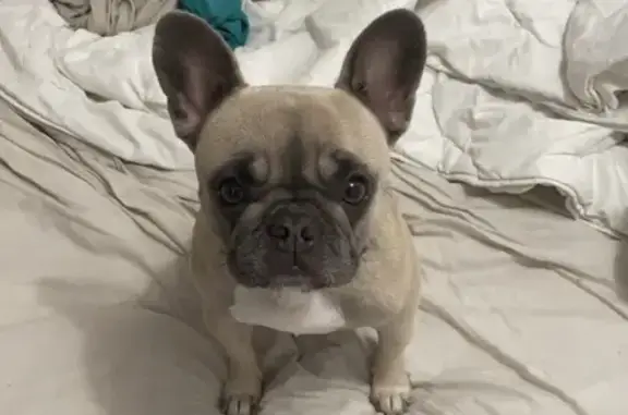 Chien perdu Pignan, photo : Chienne bouledogue perdue à Pignan