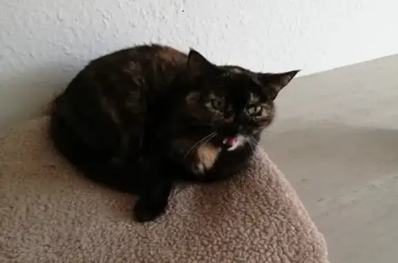 Chat perdu, Vivonne, photo: Chatte écaille perdue à Vivonne