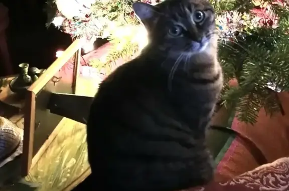 Chat perdu, Toulouse, photo: Crapule, chatte grise perdue