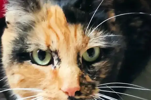 Chatte trouvée près du Vrétot - photo