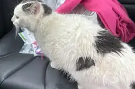 Chat perdu retrouvé à Vandœuvre - photo