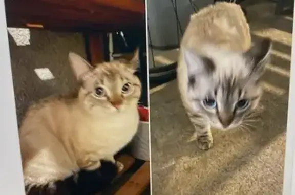 Chat siamois trouvé à Châteaubriant - photo