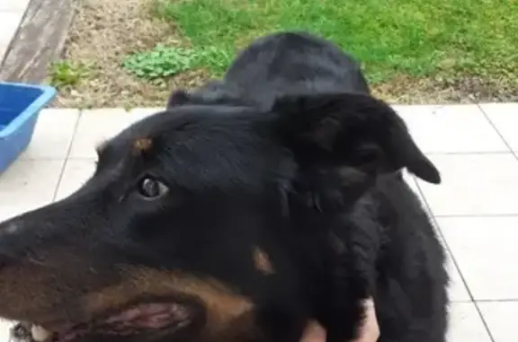 Beauceron noir perdu à Nersac - photo