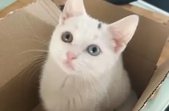 Lost Thai Cat: Elif, Unique Eyes - Reward!