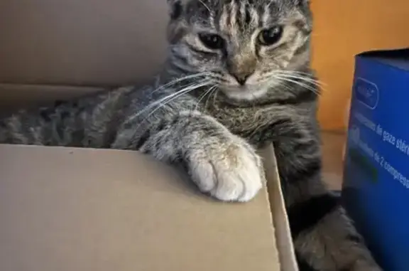 Animaux perdus Betschdorf, photo: Chatte écaille disparue à Betschdorf
