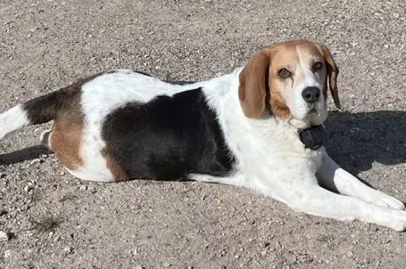 Animaux perdus La Suze-sur-Sarthe, photo: Beagle perdu: Lady, 9 ans, beige