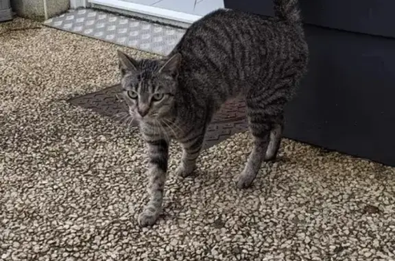 Chaton tigré trouvé à Poitiers - photo
