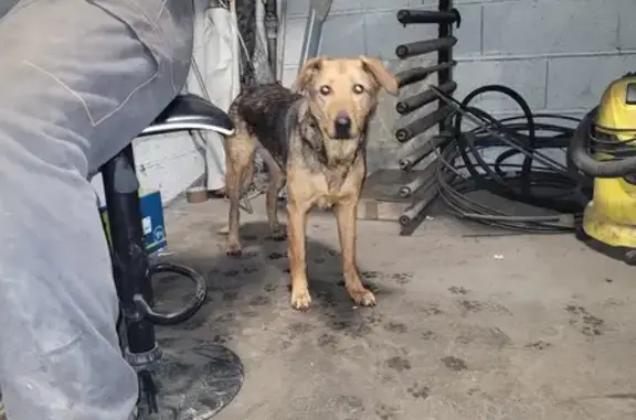 Chienne perdue à Malay-le-Grand - photo
