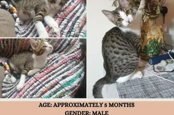 Lost Tabby Kitten! Male, White Marks - Parkeston
