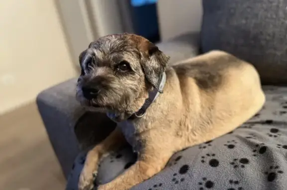 Chien perdu , photo : Chien Border Terrier Perdu