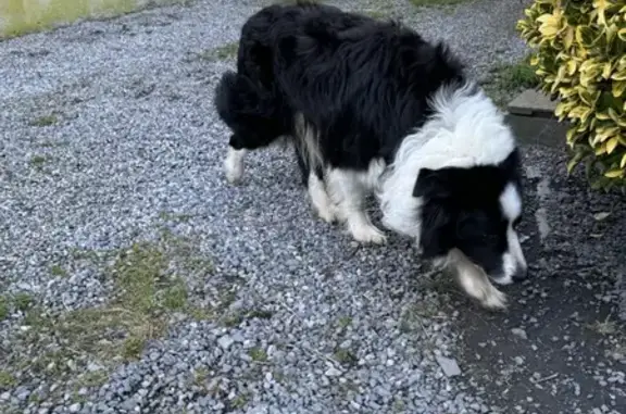 Border Collie sociable trouvé - photo