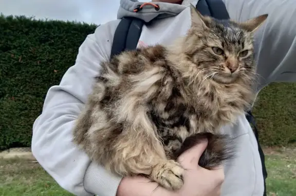 Chat tigré aux yeux verts trouvé - photo
