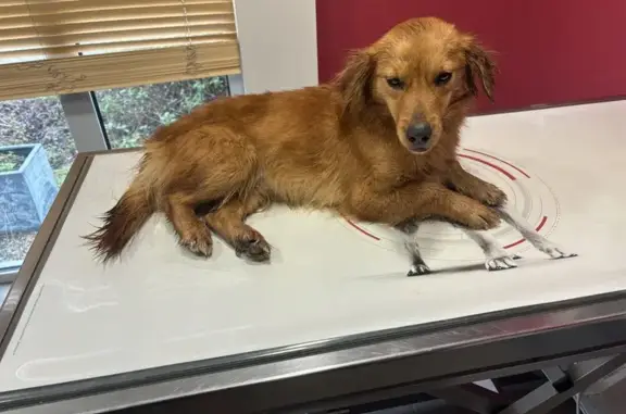 Chienne rousse trouvée à Patau - photo