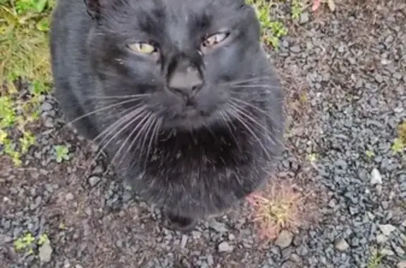 Chatte noire aux yeux jaunes trouvée - photo
