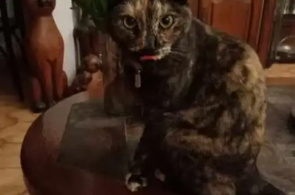 Animaux perdus , photo: Chatte écailles tortue perdue