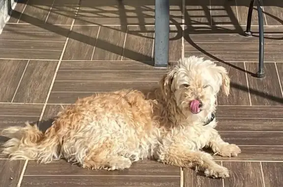 Chien perdu Châteauneuf-les-Martigues, photo : Chien Caniche Crème Perdu D568