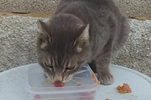 Chat perdu miaule et blessé - photo
