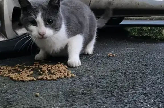 Chat trouvé affamé près de Falaise - photo