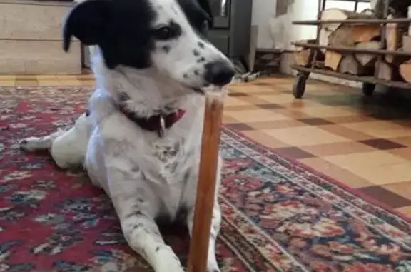 Chien perdu , photo : Avis de recherche: Joris perdu