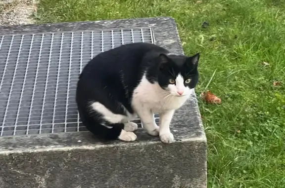 Chat trouvé à Aubervilliers - photo