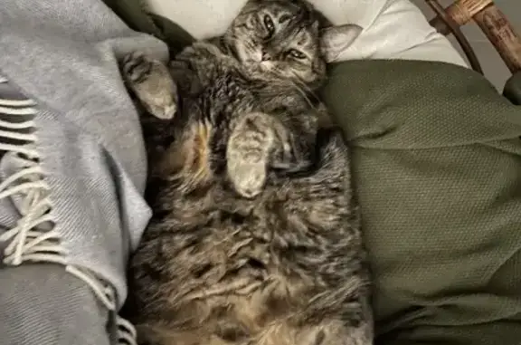Chat perdu, Léguevin, photo: Chatte écaille perdue à Léguevin