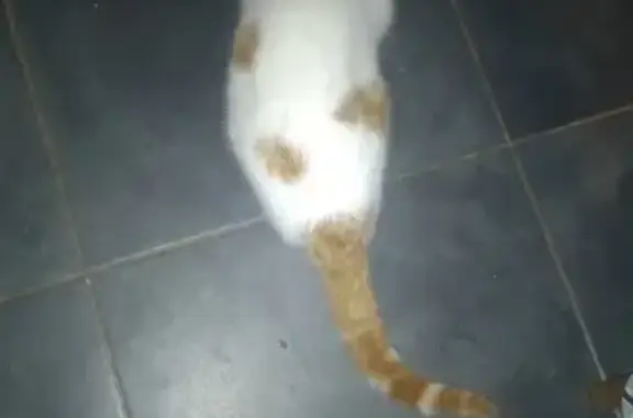 Chatte blanche/rousse trouvée à Châlus - photo