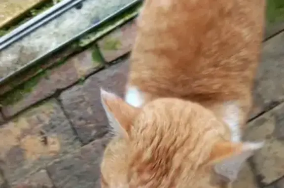 Chat trouvé , photo: Chat roux/blanc perdu, collier jaune