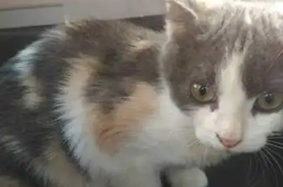 Chat perdu, Loon-Plage, photo: Chatte Mya tricolore perdue