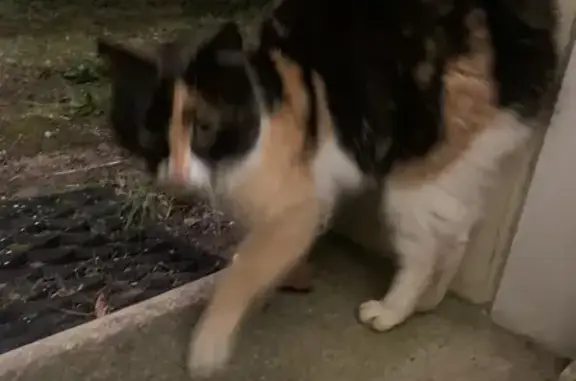 Chatte tricolore câline trouvée - photo