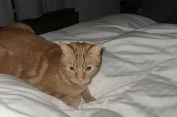 Lost Orange Cat in Darling Point - Help!