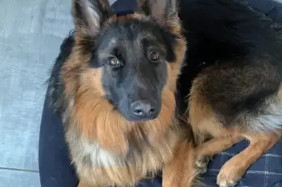 Chien perdu Marœuil, photo : Appel: Berger Allemand Perdu